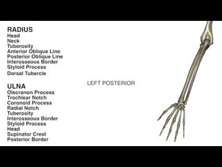 Radius and Ulna: Bone Landmarks - Kinesiology Quiz