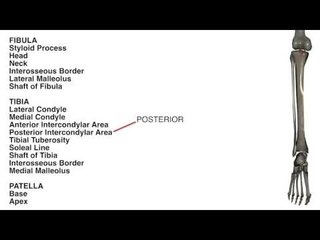 Tibia & Fibula: Bone Landmarks - Kinesiology Quiz