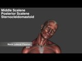 Anterior Neck Muscles - Origins, Insertions & Actions - Kinesiology Quiz