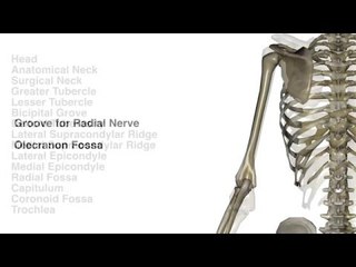 Humerus: Bone Landmarks - Kinesiology Quiz