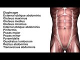 Muscles: Abs and Glute - Kinesiology Quiz