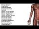 Muscles: Upper Limb Muscles - Kinesiology Quiz
