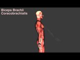 Upper Arm Muscles - Origins, Insertions & Actions - Kinesiology Quiz