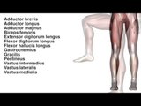 Muscles: Leg - Kinesiology Quiz