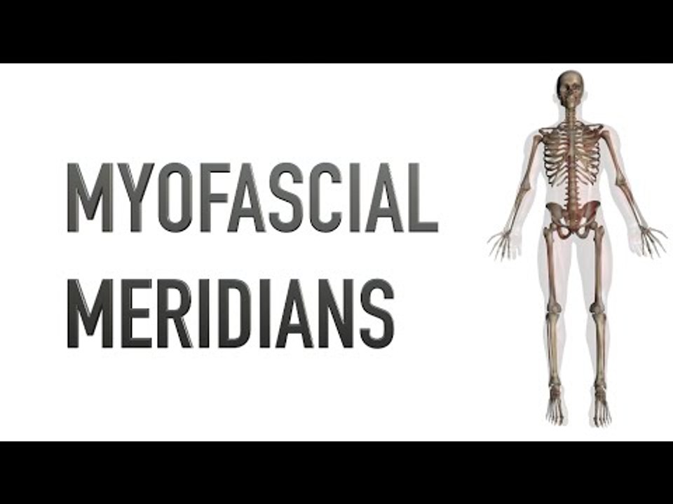 Myofascial Meridians - Kinesiology Quiz