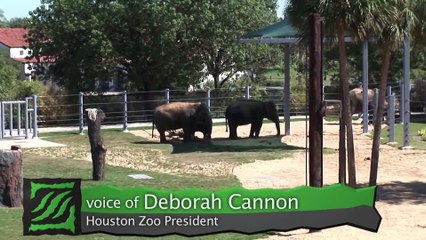 Elephant Habitat Expansion at the Houston Zoo