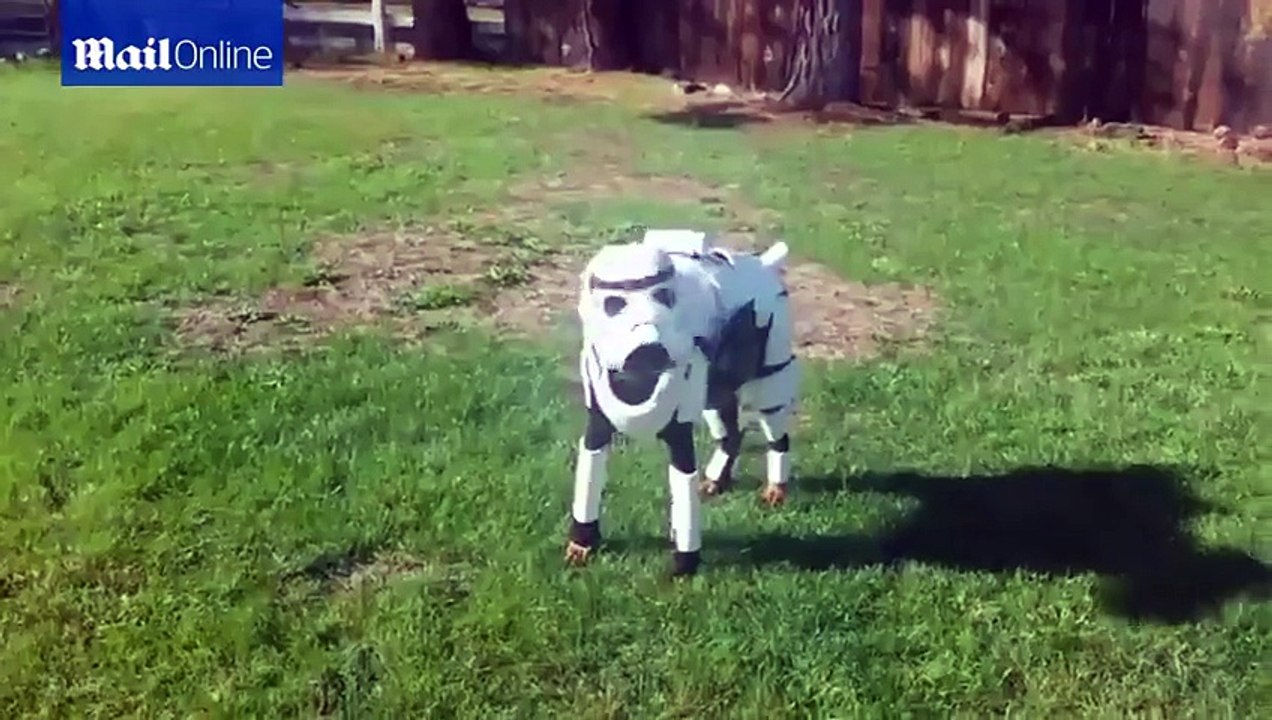 Doberman pinscher dog dresses as Star Wars Stormtrooper in amazing outfit