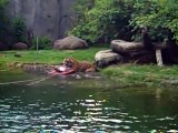 Pandu's Breakfast  Cassowary vs Zookeeper Peach Eating Contest