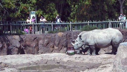 Mumbles the Rhino's Birthday Party