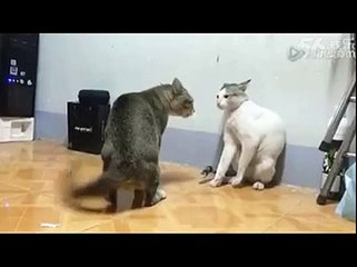 Cats fitting must watch