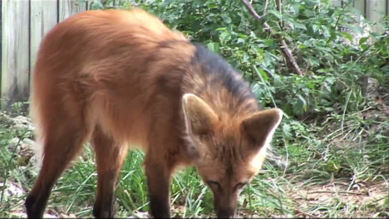 Maned Wolf Pups born at the Houston Zoo