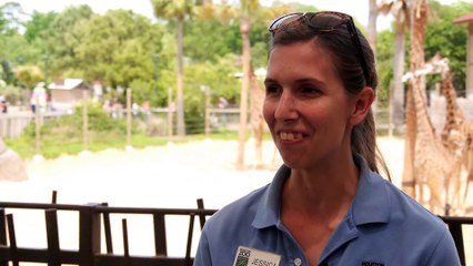 All About Giraffes!   Zoo Cheetahs Run at Sam Houston Race Park!