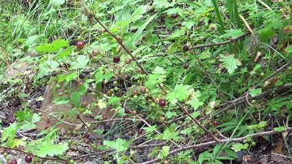 Trip to Yellowstone National Park Day 4-Ousel Falls