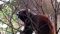 Red Pandas Snack on Bamboo!
