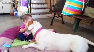 Funny And Cute Pitbull Dogs Love Babies Compilation 2015 [NEW]