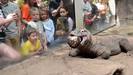 Komodo Dragon Smaug Enjoys an Easter Ostrich Egg - Copy