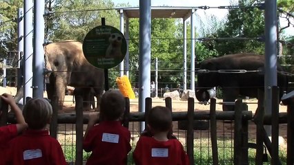 Elephant Baby Boom - Tupelo and Baylor