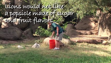 Lions Battle for a Giant Popsicle at the Houston Zoo