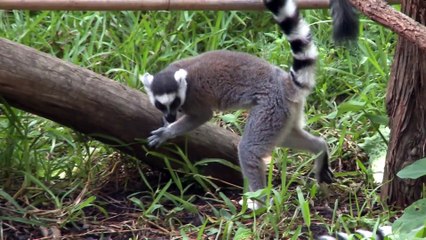 Learn About Ring-Tailed Lemurs   Zoo Cheetahs Run at Sam Houston Race Park!
