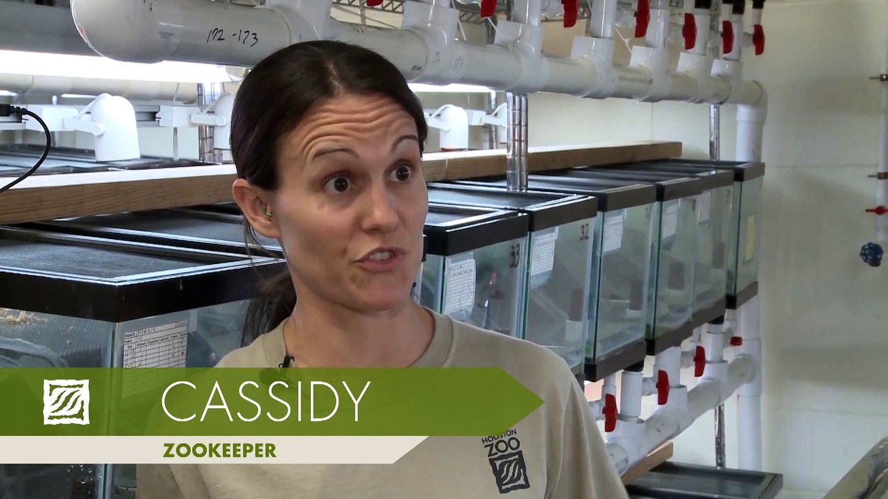 Know Your Toads׃ Houston Toad vs Gulf Coast Toad