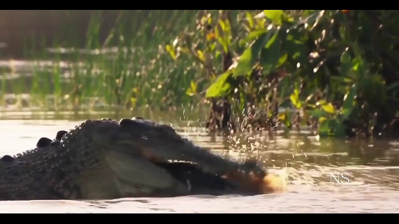 O Crocodilo Rei - A Fera de água salgada