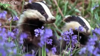 Funny Talking Animals - Walk On The Wild Side - Series 2, Episode 3 Preview - BBC One