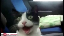 Video Divertenti,Incidenti,barzelletta gatti divertenti 11