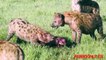 Hyena kill baby buffalo ☆ Animals Attack