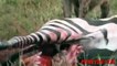 Hyenas attack Zebra both day and night ☆ Big Animals Attack