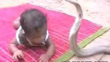 Baby Vs COBRA