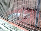 Lions in Zoo (Lahore zoo lions) 2015