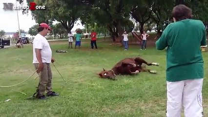 Смешные лошади. Приколы с лошадьми