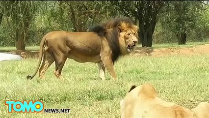 Lion attack American tourist mauled to death at South African safari park - TomoNews720P HD