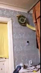 Have you ever seen a snake fail like this?