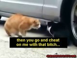 Funny Animals Cats Fighting (The First Video With Original Captions)