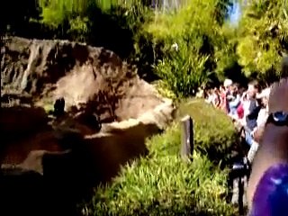 Gorilla Fight San Diego Wild Animal Park