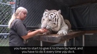 Pet Tiger Janice Feeds her Pet using Her Bare Hands