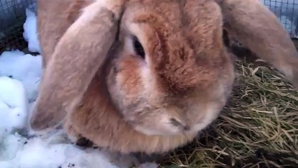 Rabbits playing in the snow!