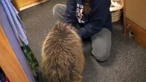 Rescuers say porcupine formerly kept as a pet 'thinks he's a puppy'