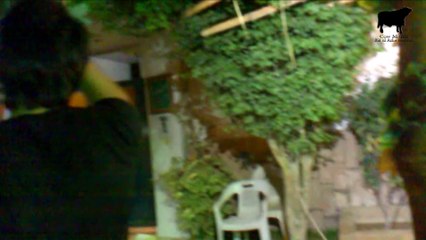 Pair of Sibbi Bull at Gulberg - Sibbi Bull - Animals