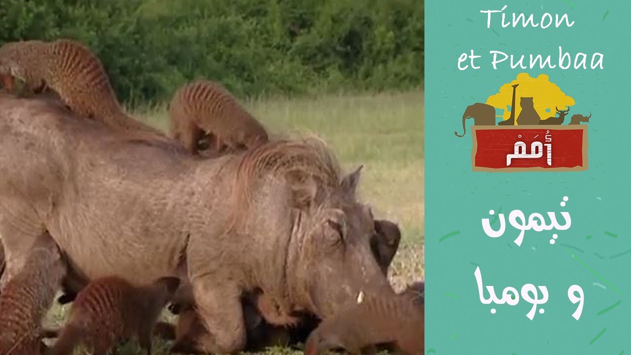 Omam -EP02- Timon et Pumbaa