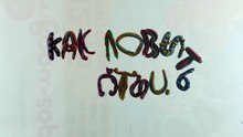 Пр.анимация Настя Достовалова Как ловить птиц