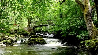 RELAXING Tranquil Music-Nature Sounds-Flowing Water-Birds Song-Grieg-klassisk musik-lugn m