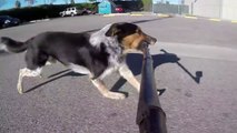 This Dog knows how to film himself with a selfie stick while running