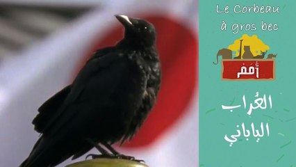 Omam -EP05- Le Corbeau Japonais