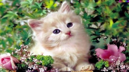 Chú mèo con - Nhạc thiếu nhi vui nhộn hay nhất