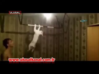 Bu kedi barfiks çekiyor