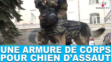 Une armure de corps pour chien d'assaut! À découvrir dans la minute chien #82