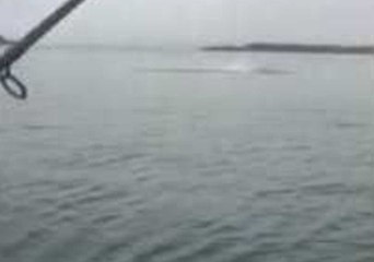 Shark Leaps Out of Water in Northern New Zealand