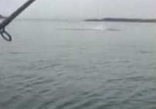 Shark Leaps Out of Water in Northern New Zealand